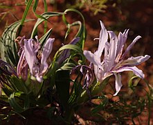 Babiana scabrifolia