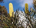 Candlestick banksia