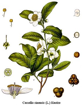 Arbusto de Camellia sinensis