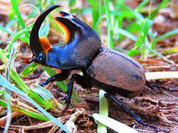 Cascarudo torito macho hallado en Sudamérica (Argentina)