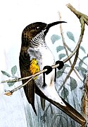 illustration of sunbird with brownish upperparts, white underparts, and yellow patches on the sides