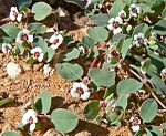 Euphorbia albomarginata har ett krypande växtsätt. Glandlernas bihang är vita och kronbladslika