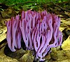 A purple fungus with multiple thin branches growing in the ground