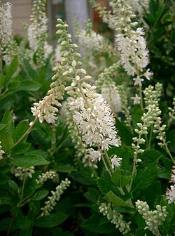 Valkokletra (Clethra alnifolia)