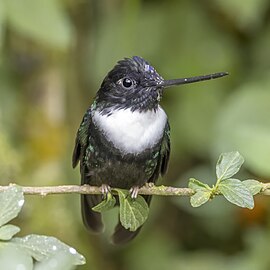 male C. t. torquata Colombia