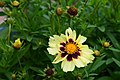 Coreopsis tinctoria showing 4 stages of inflorescence, with two reddish-brown flower heads containing cypselas