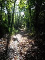 Chemin creux du boulevard nature.