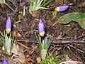 Crocus sieberi subsp. sublimis 'Tricolor'