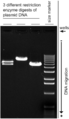 Restriction enzyme digests on an agarose gel.