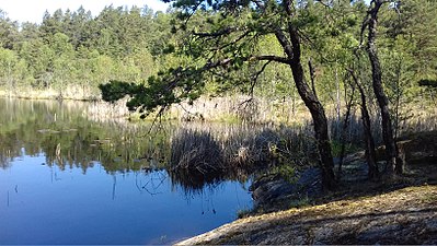 Dammstakärret östra stranden