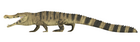 Deinosuchus riograndensis