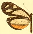 D. t. lysinoides