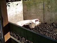 A domestic pig sleeping in a sty, with a slop bucket