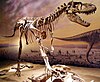 An Albertosaurus skeleton at the Royal Tyrrell Museum