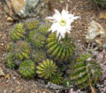 Echinopsis rojasii