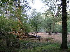 Arboleda en el bosque de Epping.