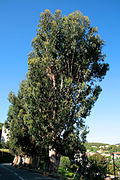 Allée d'eucalyptus à Piana.