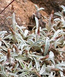 Several small silver-coloured plants, with basal leaves and a flower head covered in fine silver hairs.