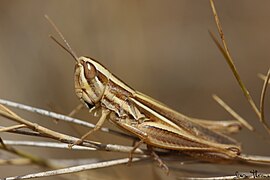 Le criquet du Bragalou (Euchorthippus chopardi).