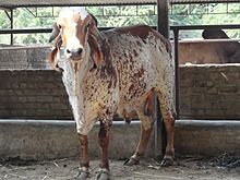 a red-mottled white bull with very long drooping ears