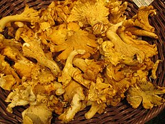 Girolles.