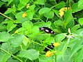 Great eggfly