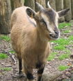 Un mouflon au jardin.