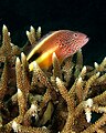Image 59A hawkfish, safely perched on Acropora, surveys its surroundings (from Coral reef fish)