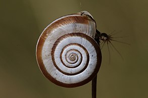 banded form, apical side