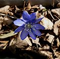 Anemone transsilvanica flower