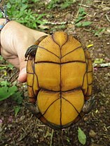 Yucatán, plastron