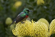 sunbird with green upperparts, red chest, and brown wings and underparts