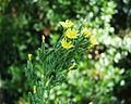 Fleurs de Lactuca virosa.