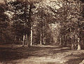 Forest of Fontainebleau (1855)