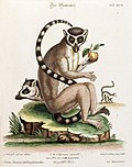The ring-tailed lemur was one of the first lemurs to be classified by Carl Linnaeus in 1758.