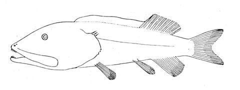 Leptochilichthys pinguis.