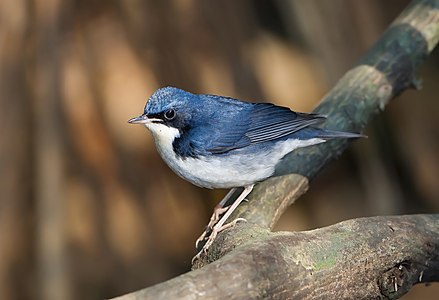 Siberian blue robin, by JJ Harrison