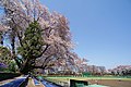 2017年4月14日 (金) 12:44時点における版のサムネイル