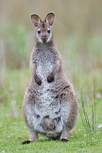 Red-necked wallaby, by JJ Harrison