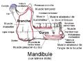 Mandibule vue de droite avec l'insertion du masséter.