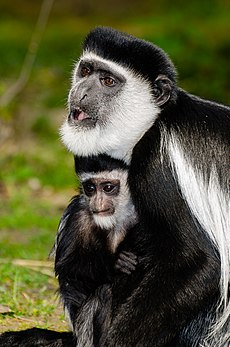 Colobus preto-e-branco (Colobus guereza) e seu filhote fotografados no zoológico de Münster, Alemanha. (definição 678 × 1 024)