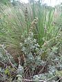 Wild horehound