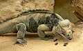 Cyclura cornuta с Пуэрто-Рико