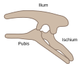 Ornithischia pelvis structure