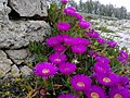 Carpobrotus Edulis a fiori viola