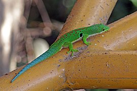 Phelsuma quadriocellata (Gekkota)