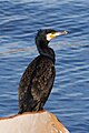 Great cormorant, Phalacrocorax carbo