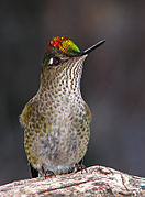 Colibri du Chili (Sephanoides sephanoides)