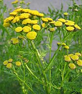 Tanacetum vulgare.