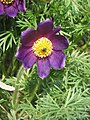 Anemone vulgaris close-up